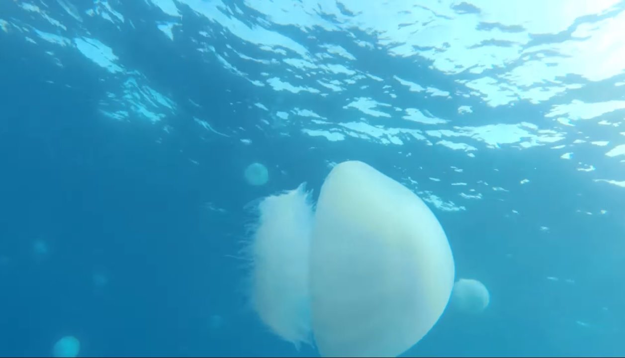 מדוזות בים מול חופי אשדוד - צילום מסך