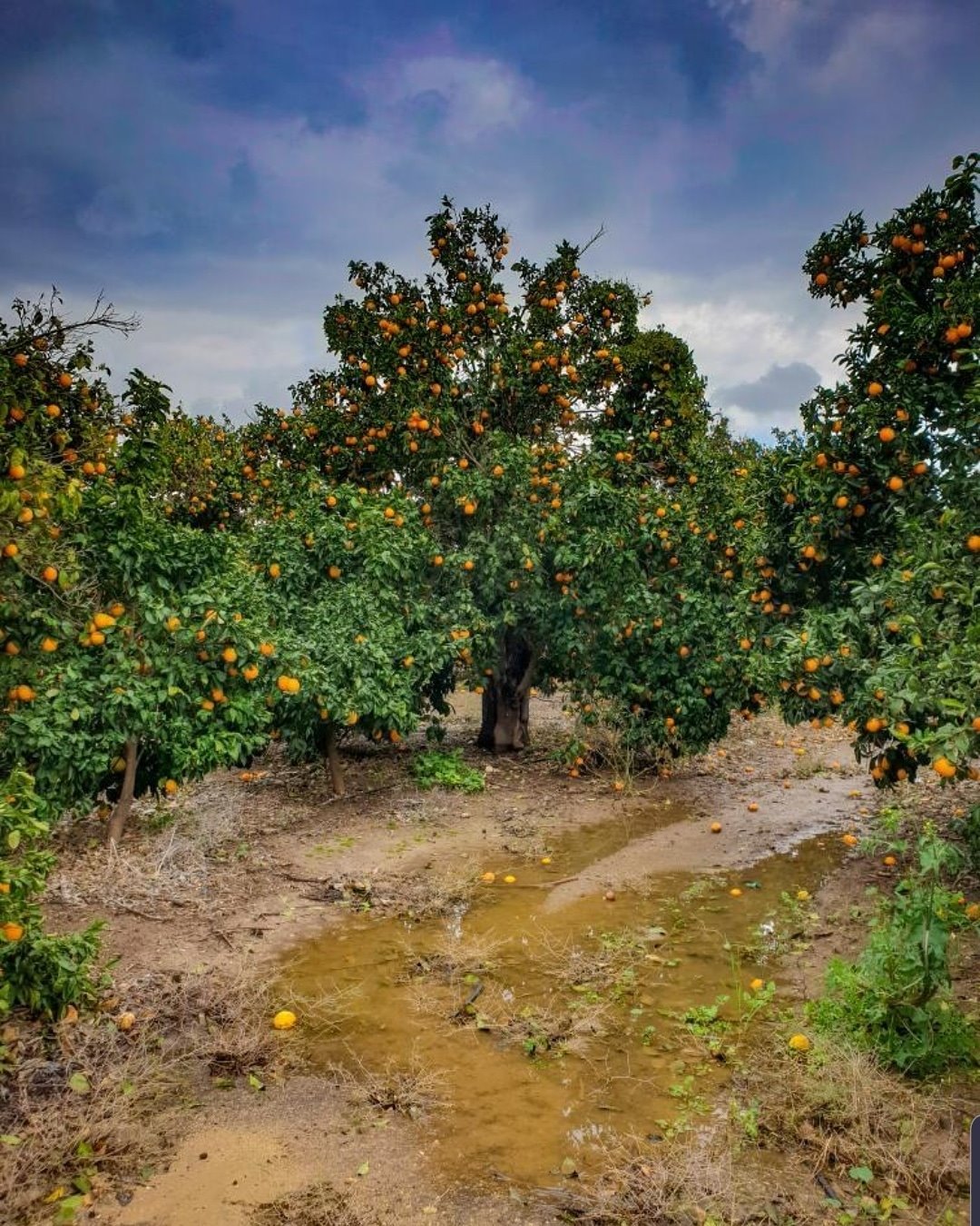 פרדס בטשדוד- צילום אליאור קורטקין