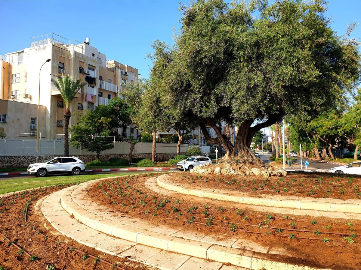 חוזר לפרוח. מינהלת רובע ג'