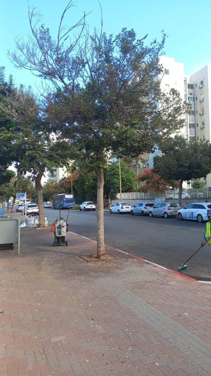 העצים ברח&#39; הנורית שלא נגזמו עדיין. דוד ס&#39;