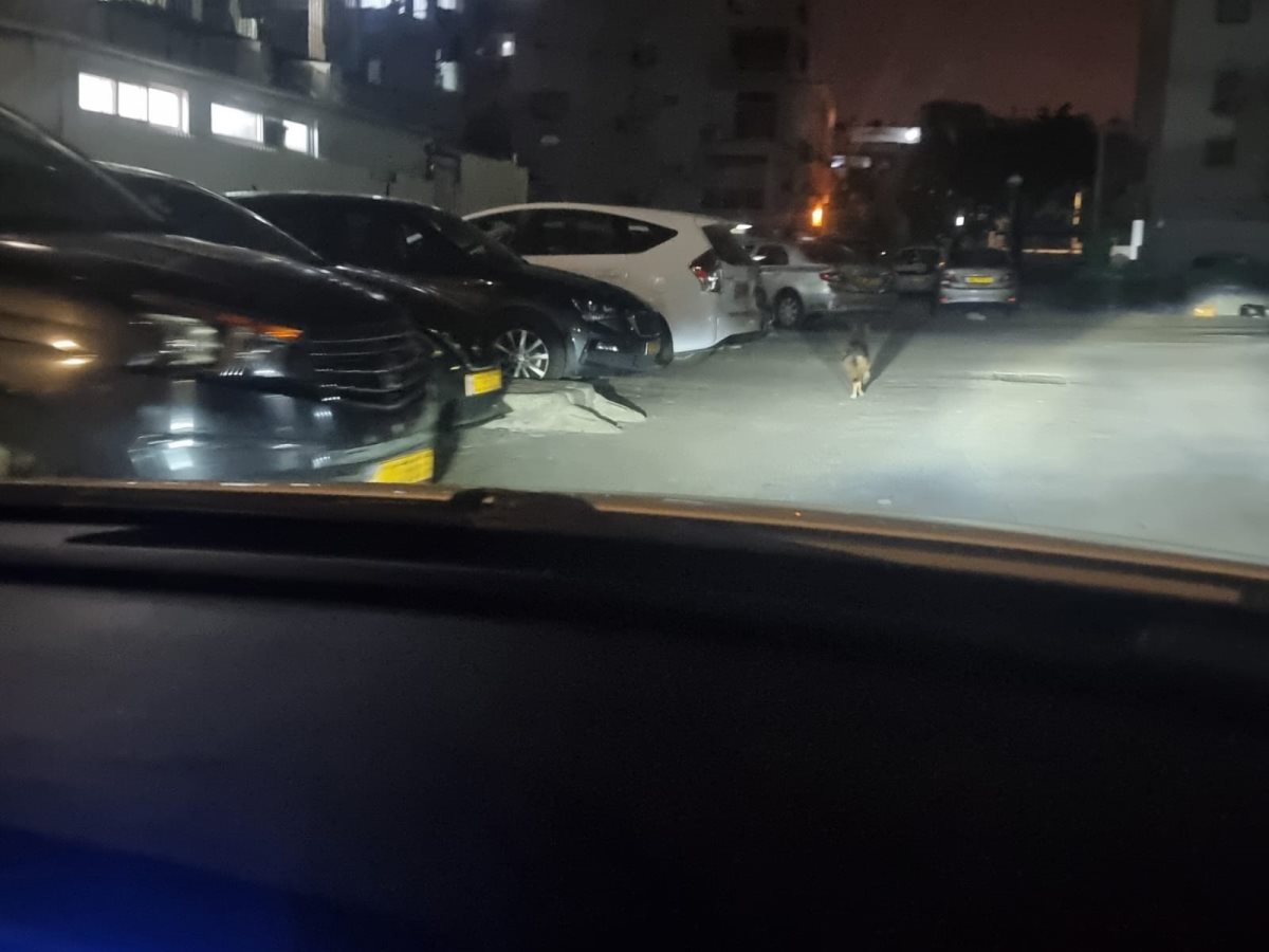 שועל ברובע ג&#39;. צילום: פ&#39;