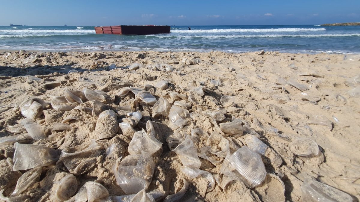 צילום פרד ארזואן 