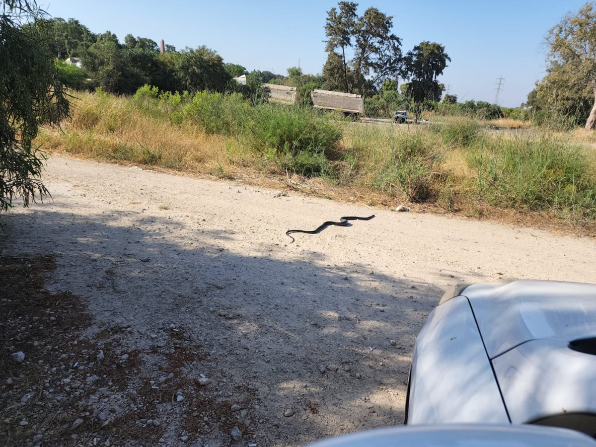 צילום: נחום ש.