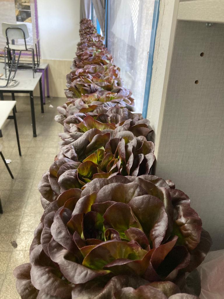 החסות שגידלו התלמידים בכיתה