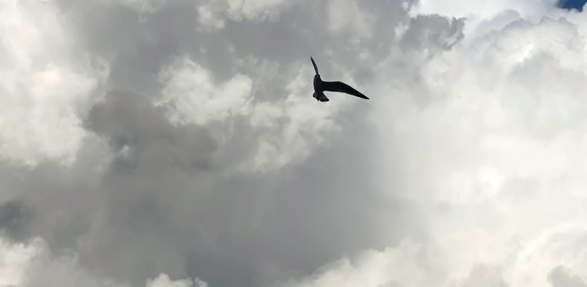 צילום: שמואל דוד