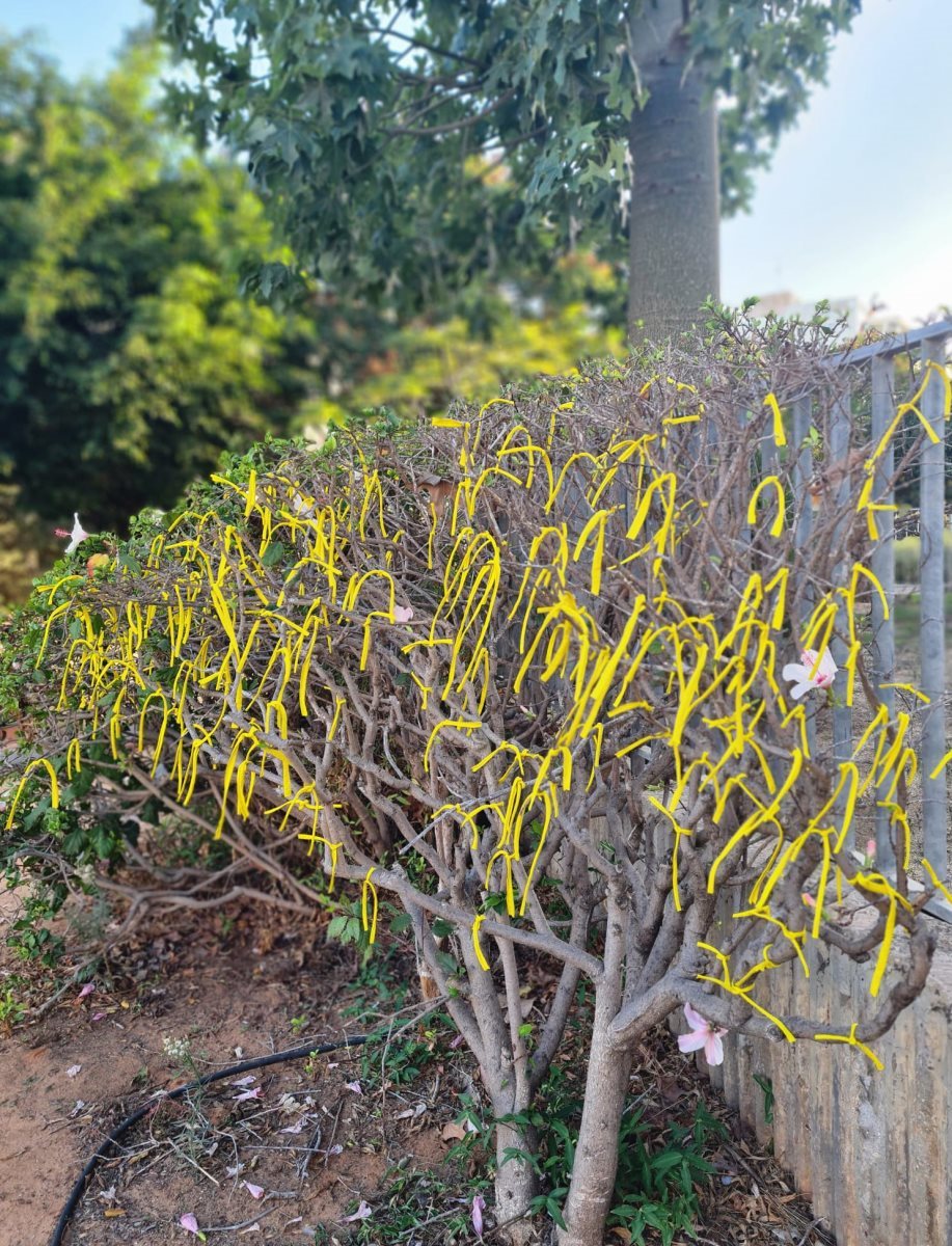 צילום באדיבות אירה מזור