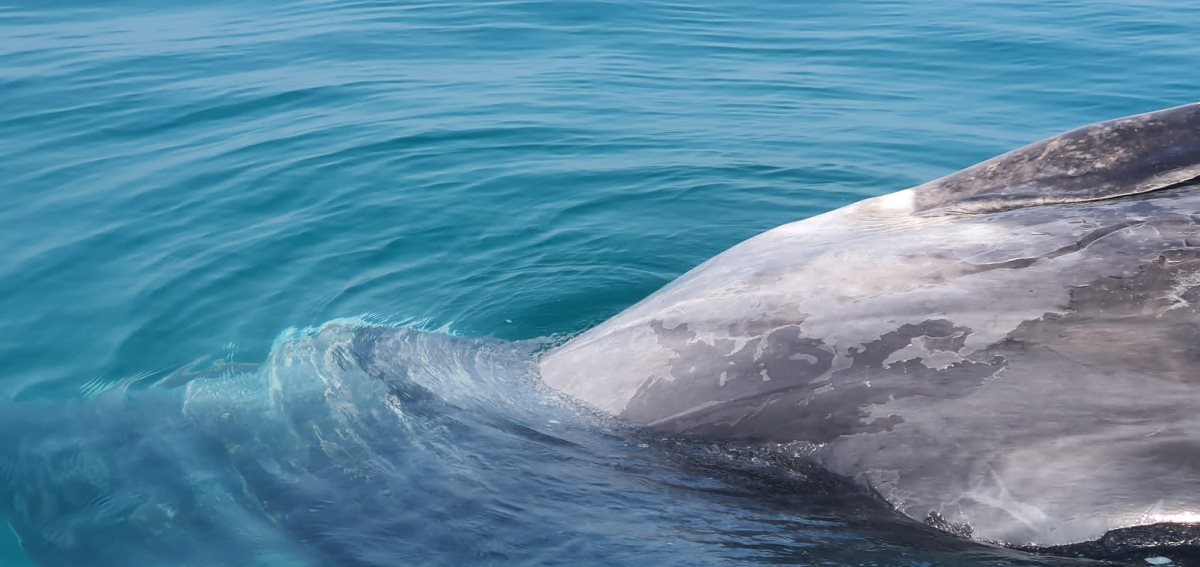 צילום: מחמל"י