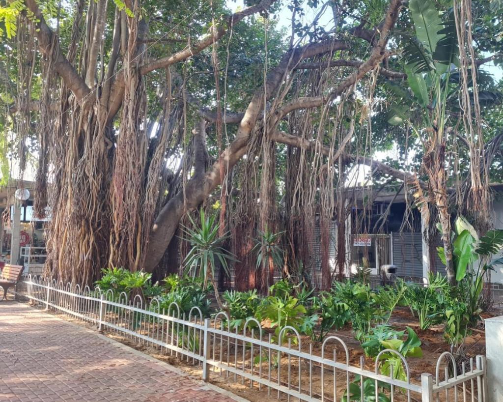 צילום: רמו ברגיג