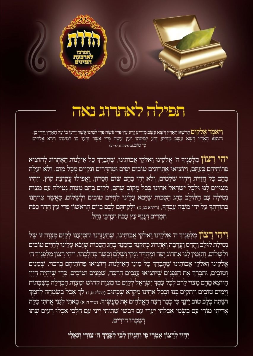 תפילה לאתרוג נאה. אשדודס