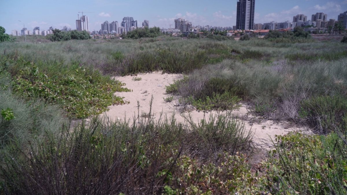 פארק האקולוגי אשדוד