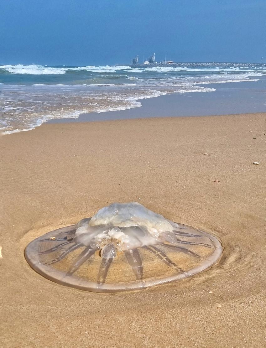 מדוזה בחוף מיעמי צילום אביבית וקנין