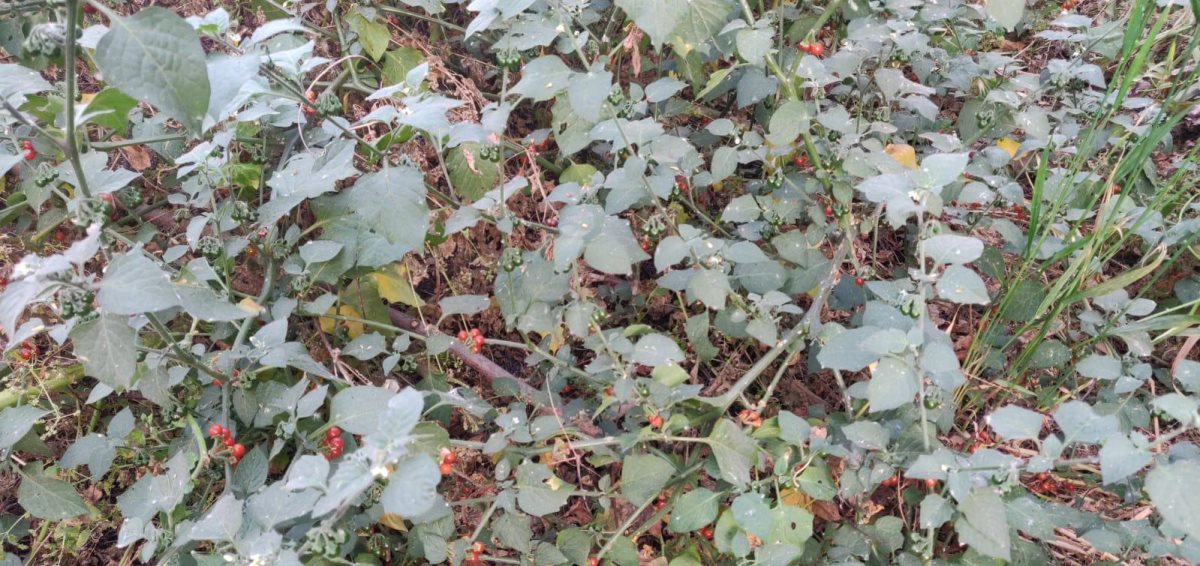 צילום באדיבות המשפחה