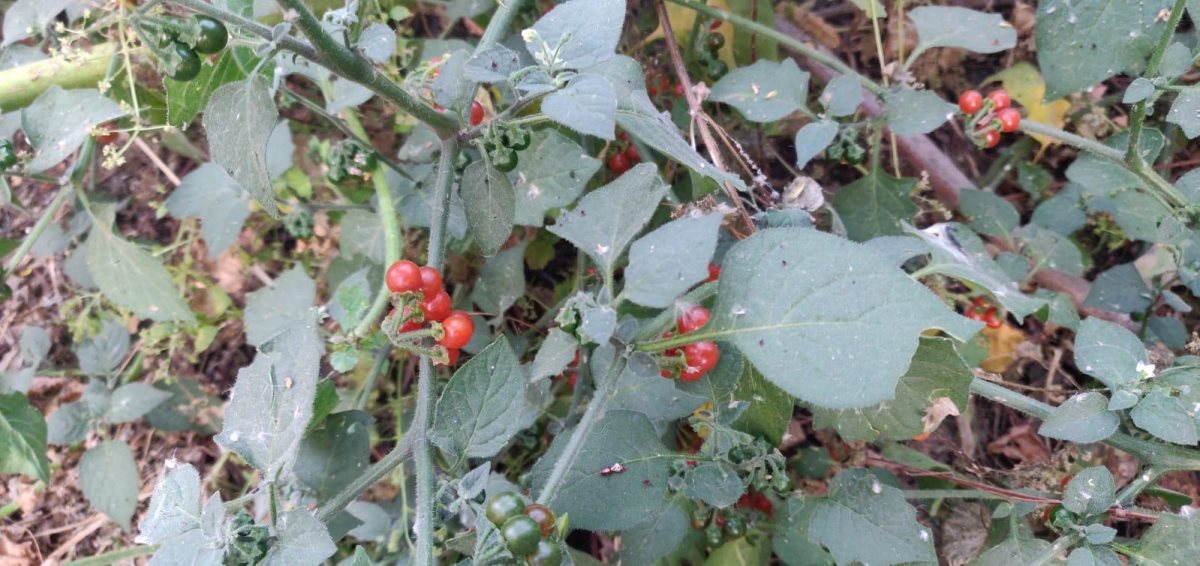הפירות הרעילים. צילום באדיבות המשפחה