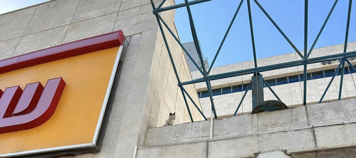 צילום: רוקסי שרה ניומן