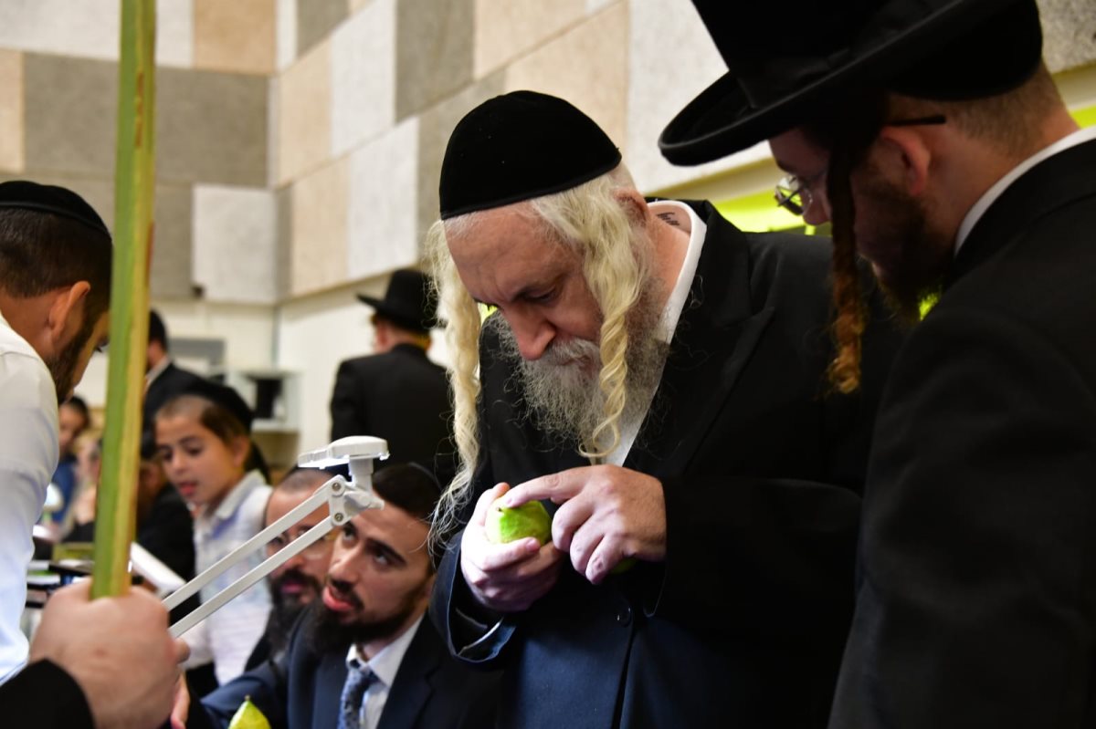 שוק ארבעת המינים. יוסי לוי