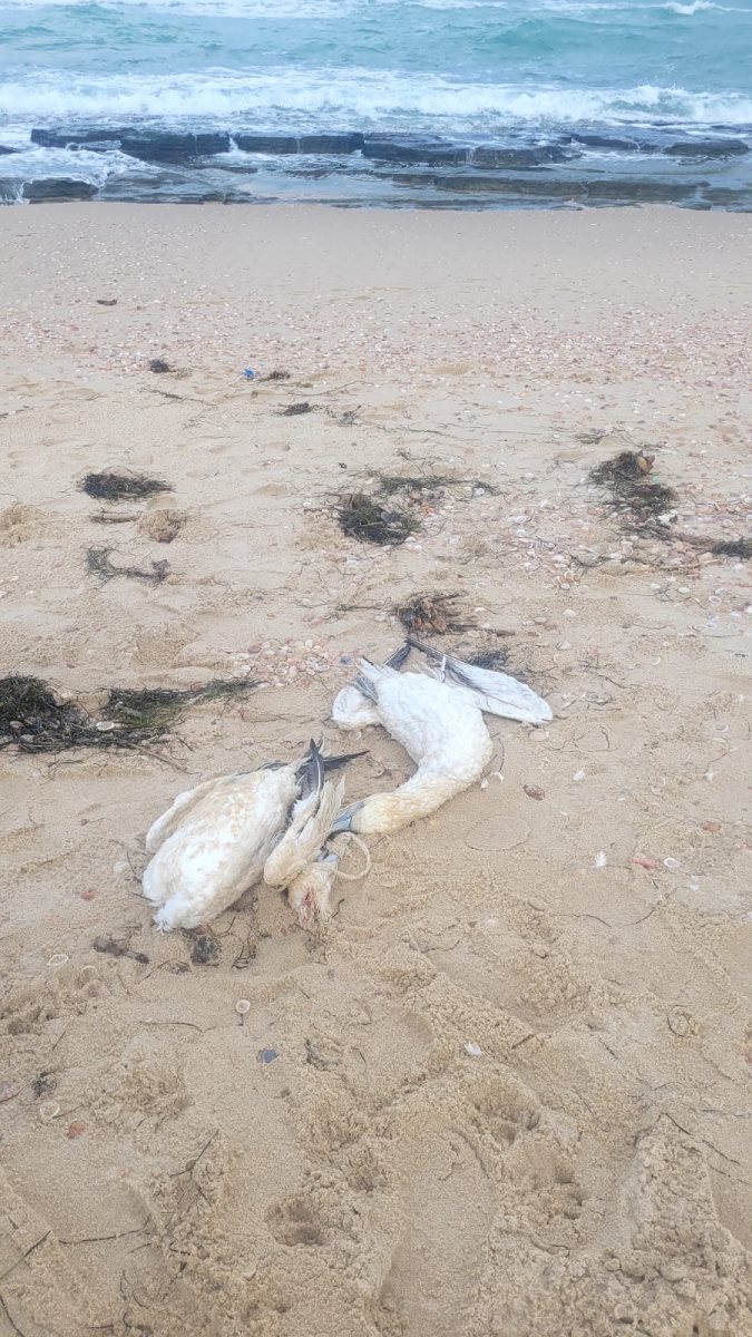 קרדיט דפנה קלומק מתנדבת רשות הטבע והגנים