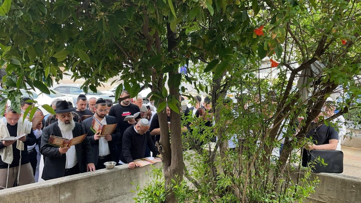 ברכת האילנות הרב אילן גוזל. א&#39; מיכאלי