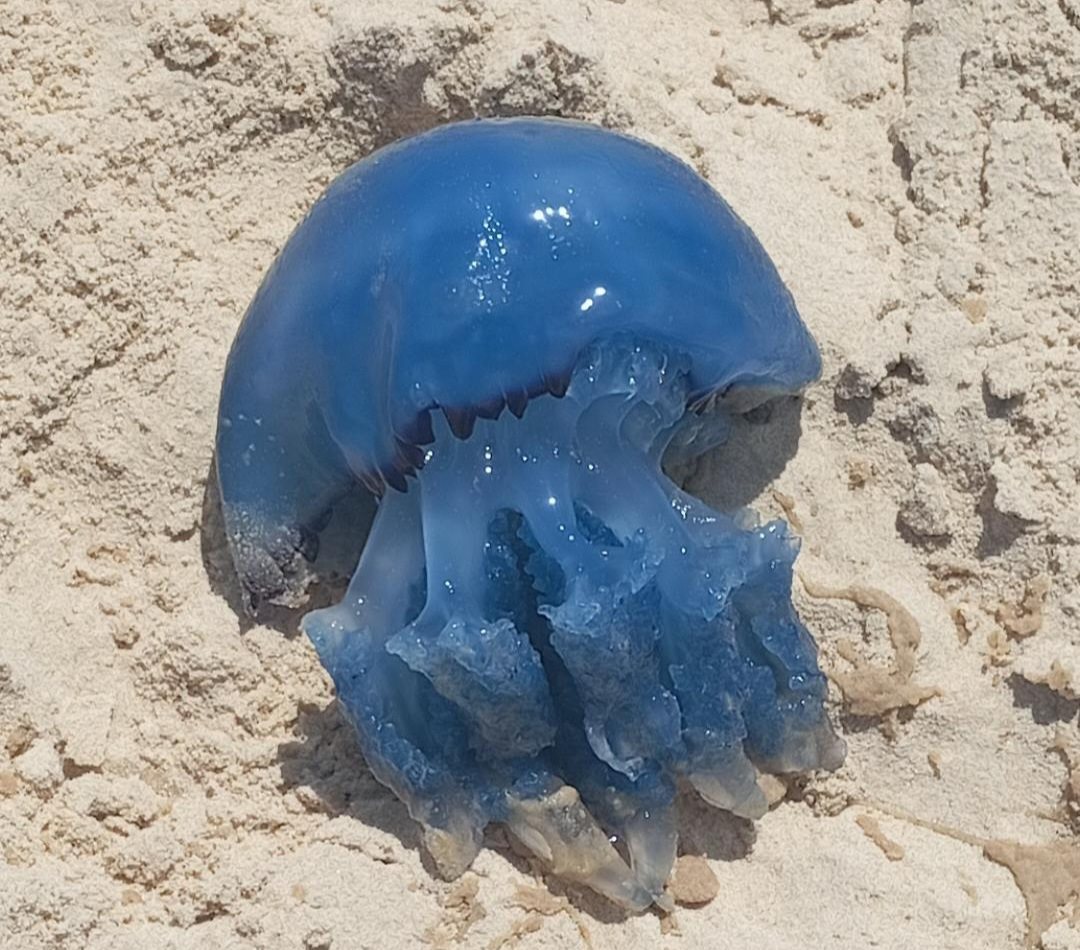 מדוזה כחולה צילום קמיליה חוניו