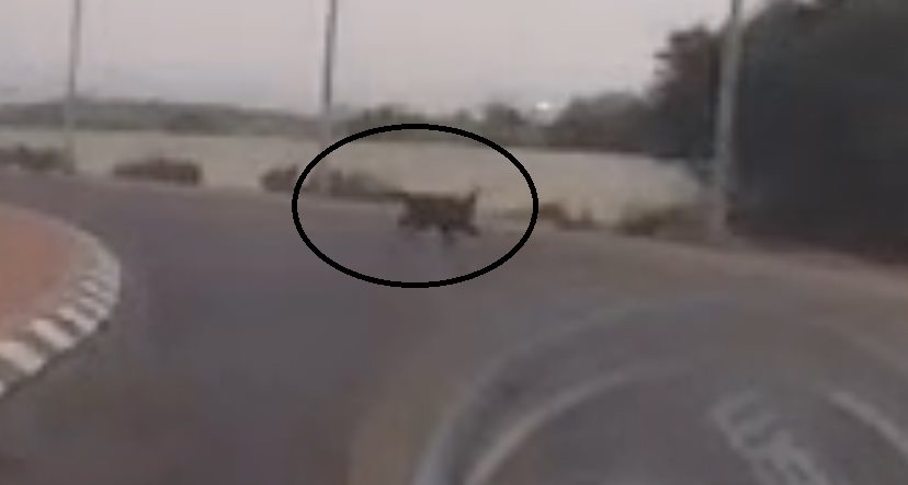 חזיר הבר שתועד באשדוד