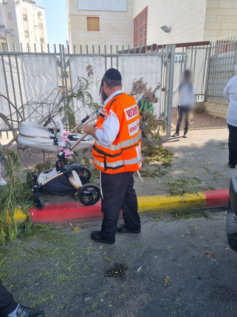 עץ קרס ברובע ז&#39;. צילום: איחוד הצלה