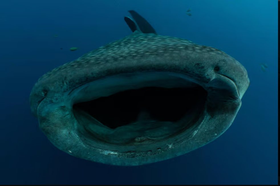 כריש לווייתני פוער את פיו (צילום: M.V. Erdmann / Cover Images / Reuters)