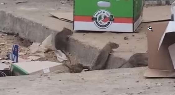 חולדות ברובע יג באשדוד