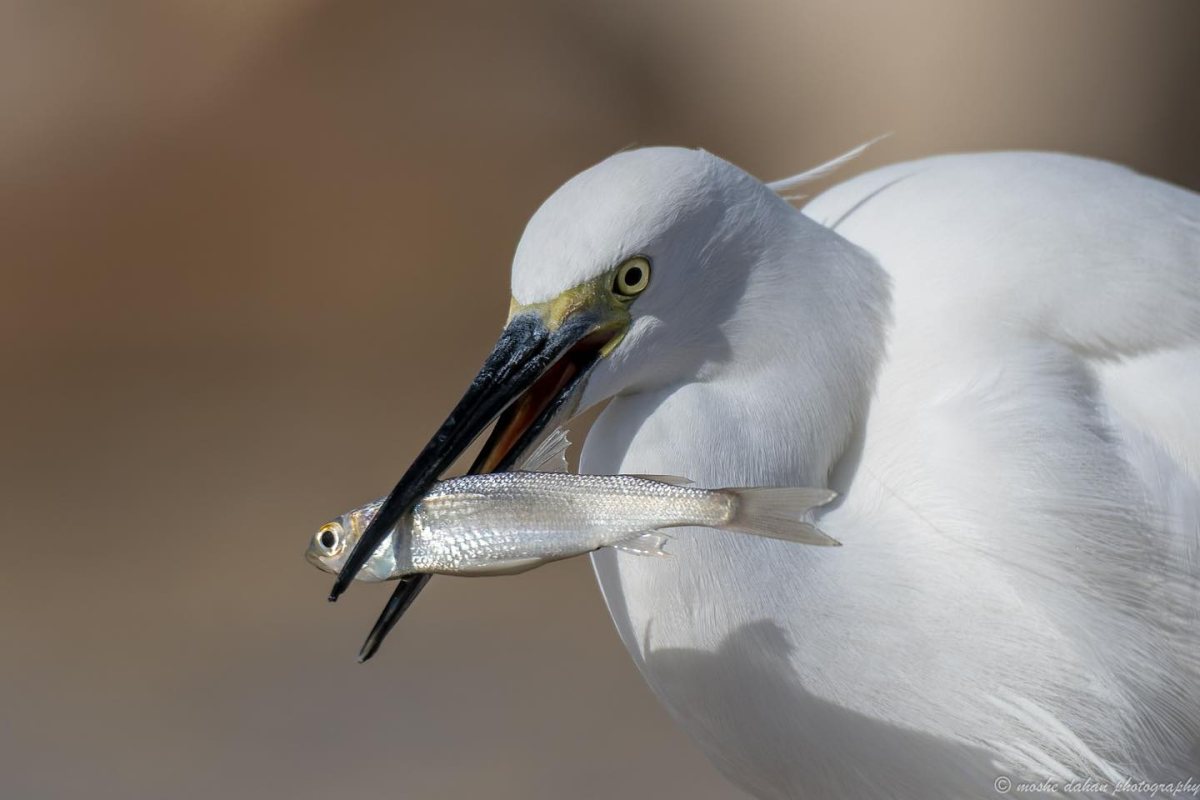 צילום: דף הפייסבוק של עיריית אשדוד