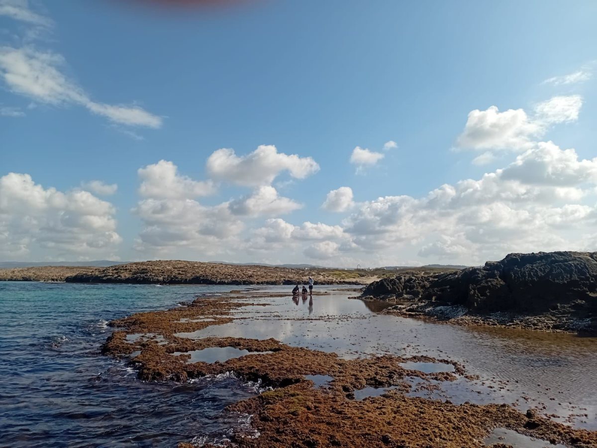 חיפשו חלזונות ב חוף. בתיה וולף אוני חיפה והמכון לחקר הים