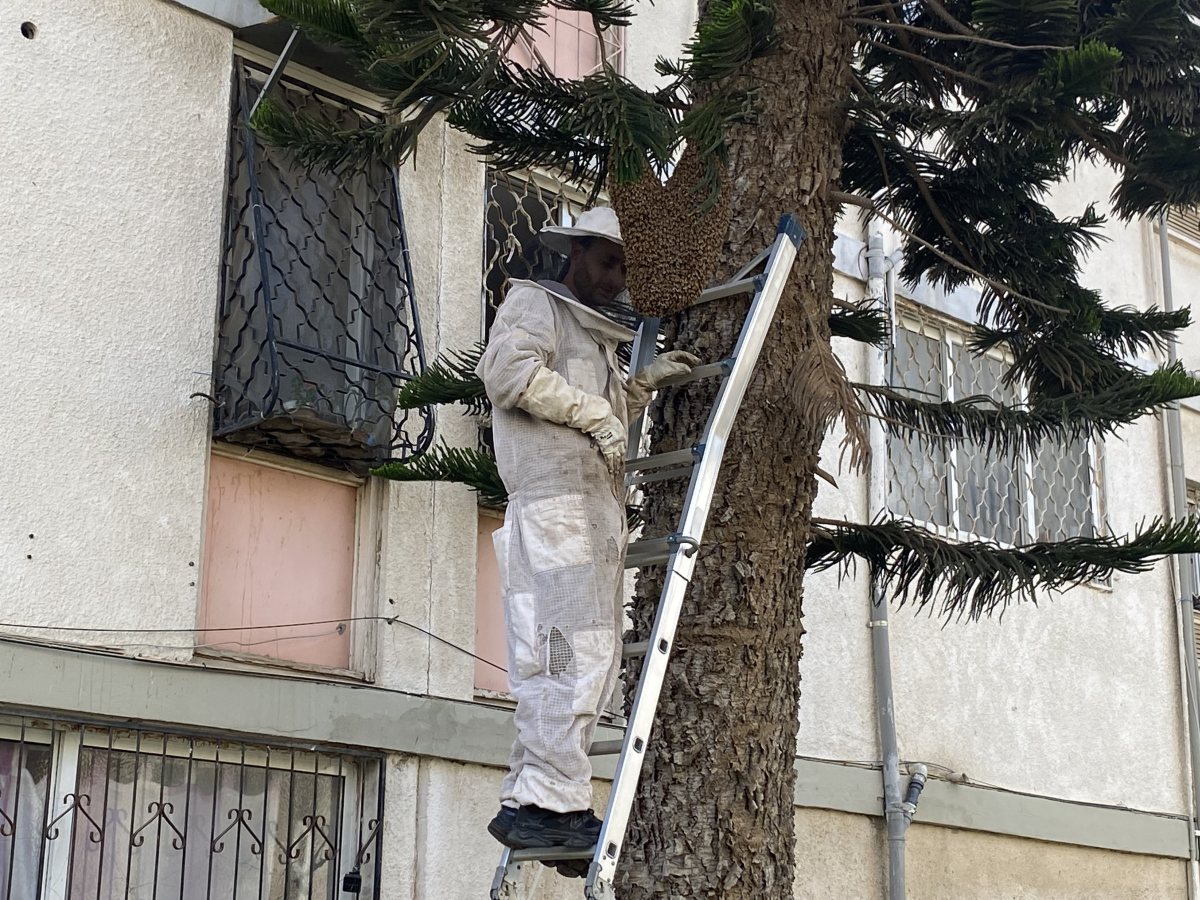 מתנדב מגן דבורים אדום רגע לפני הטיפול בנחיל