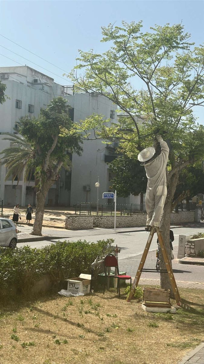 פינוי נחיל הדבורים. hami.a