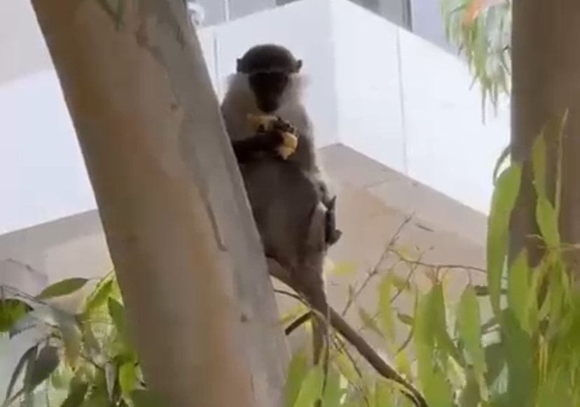 הקוף שנצפה באשדוד (תיעוד בלעדי לאשדוד נט)