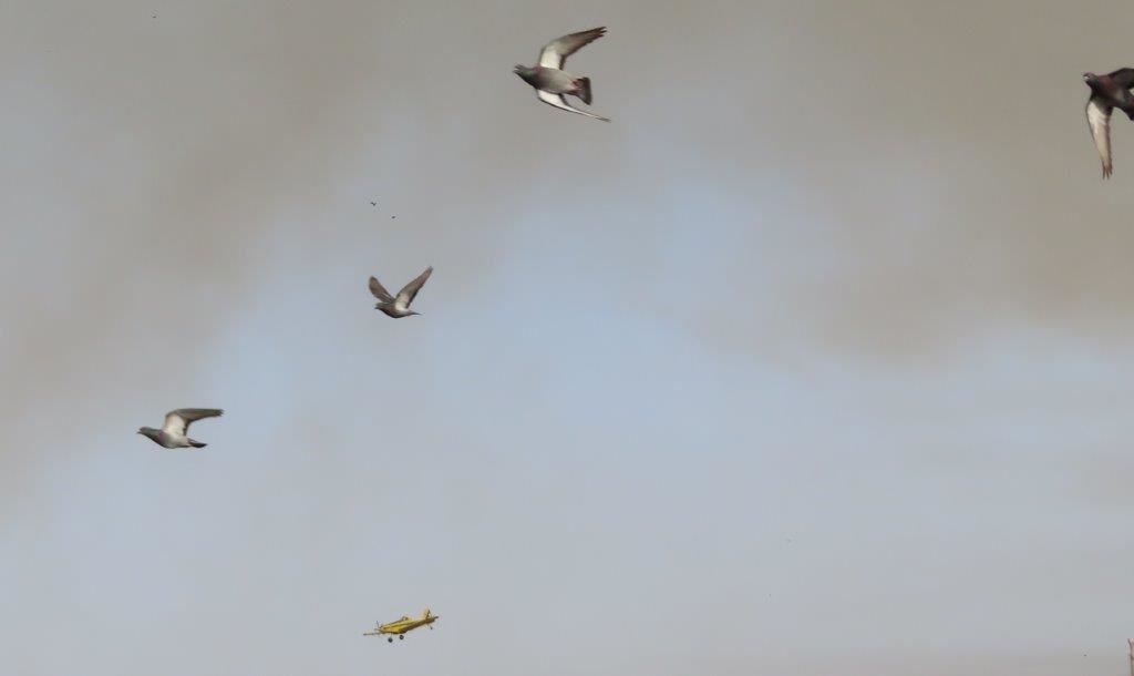 מטוס אחד ויונים נמלטות. א' מיכאלי