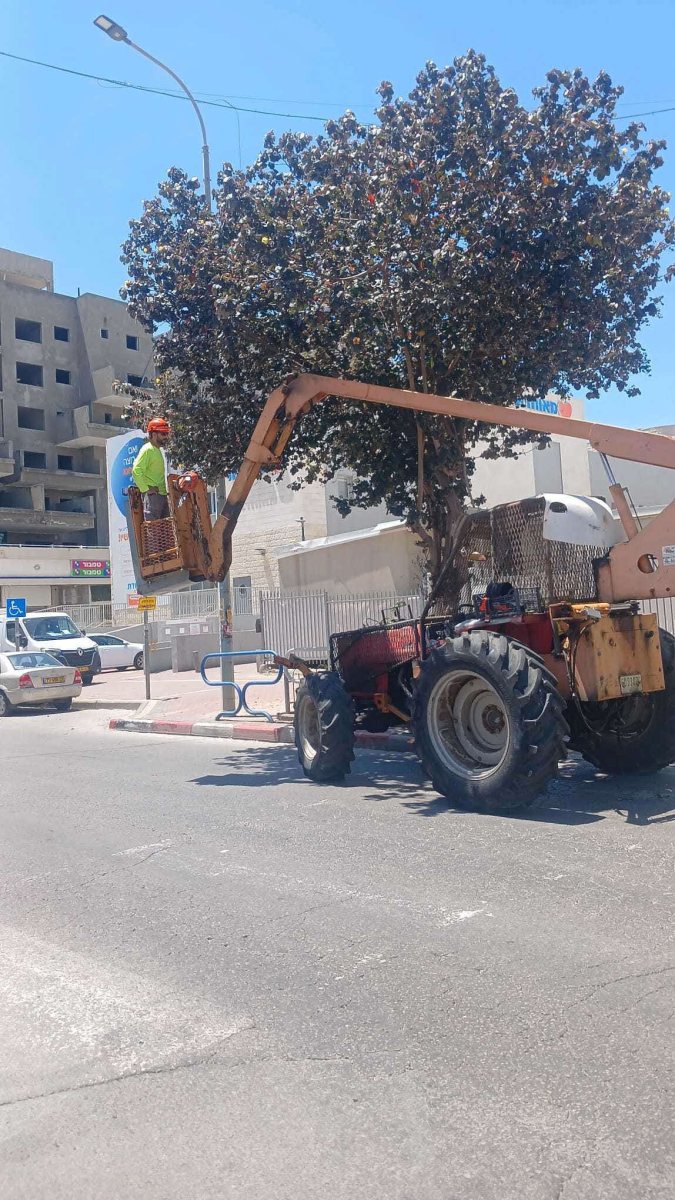 גיזום העצים. מינהלת רובע ז