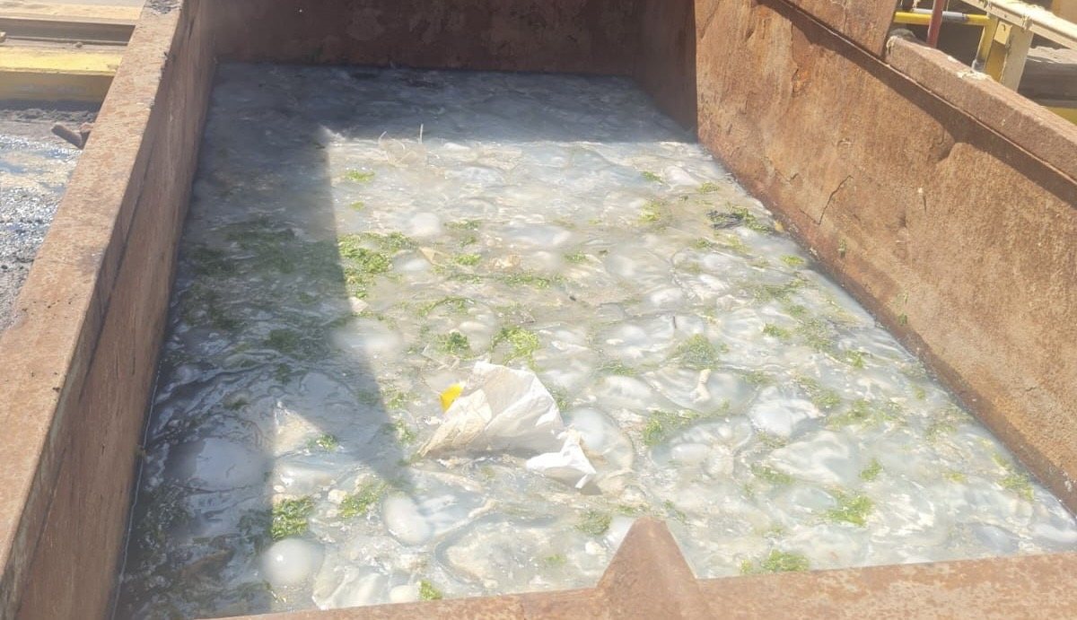 מדוזות בתחנת הכח רונטנברג (צילום: חברת החשמל)