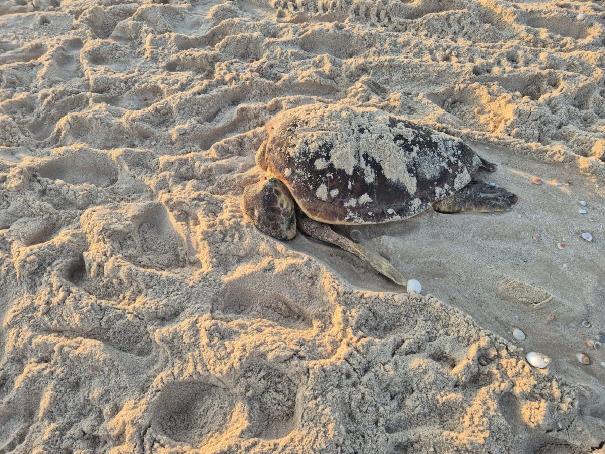 תיעוד נקבת הצב שנדרסה, צילום רשות הטבע והגנים