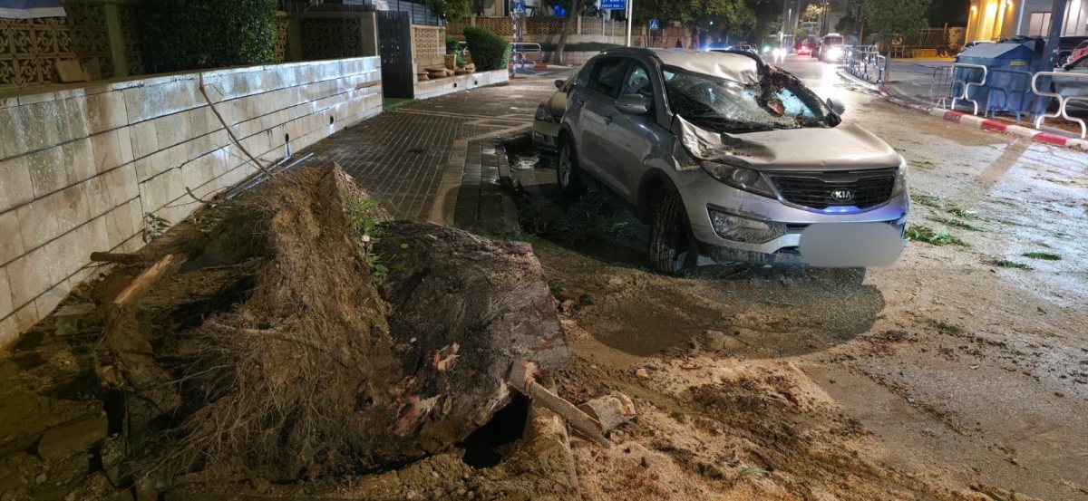 הרכב שנפגע מקריסת העץ (צילום: אלכס, תושב המקום)