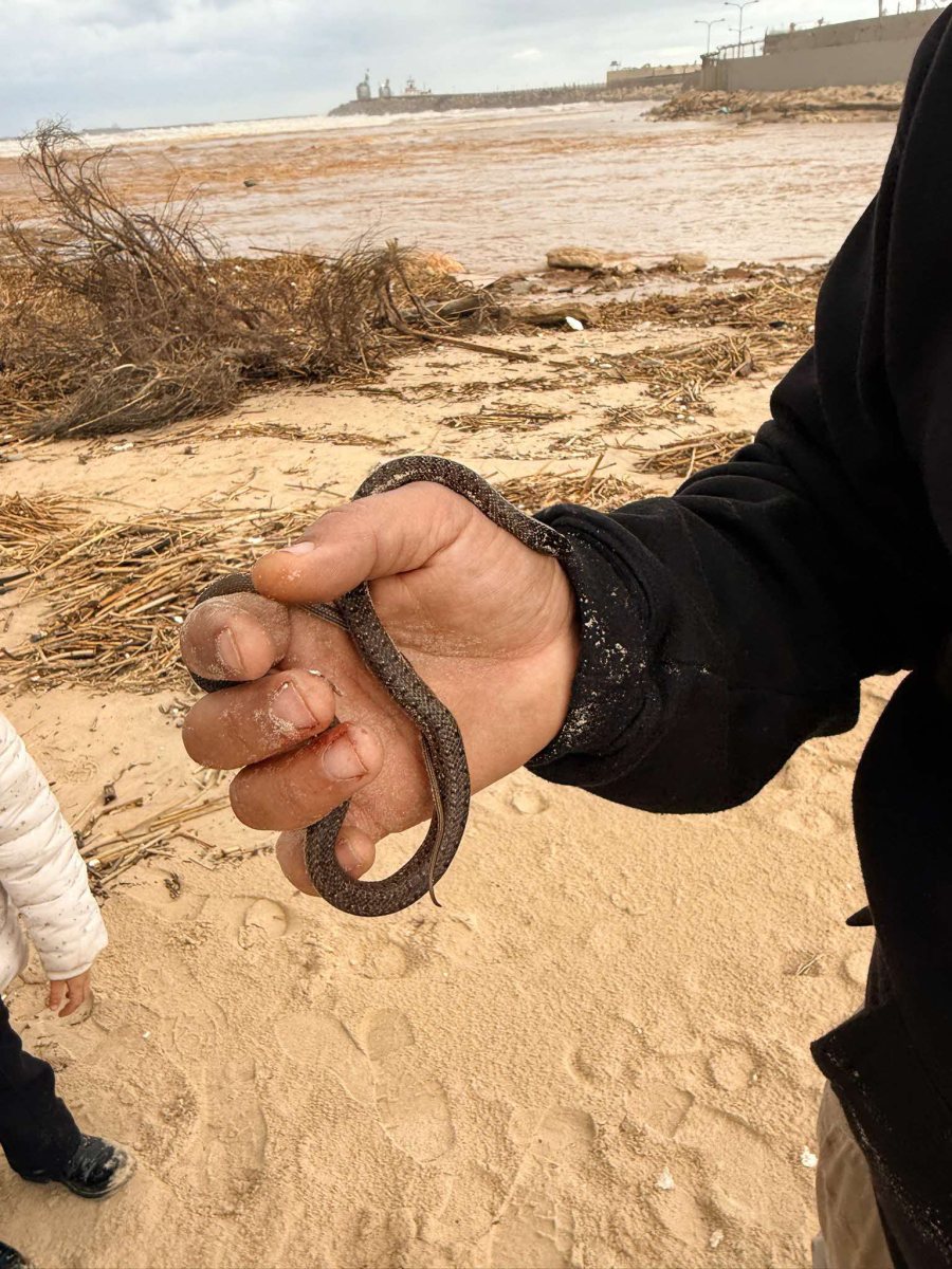 הנחש המצונן. עיריית אשדוד