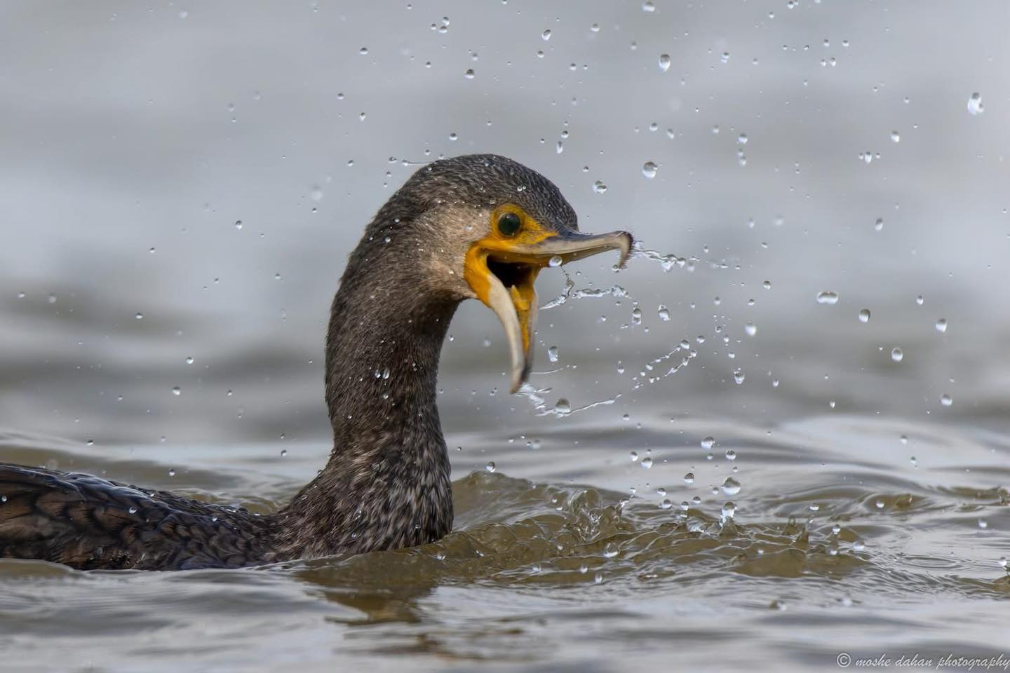 צילום: משה דהן