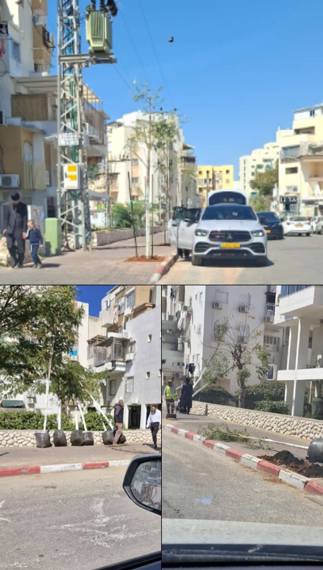 נטיעות ברובע ז'