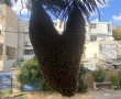 נחיל דבורים התנחל על עץ באשדוד - צפו ברגעי הפינוי (וידאו)
