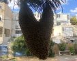 נחיל הדבורים על העץ באשדוד (אשדוד נט)