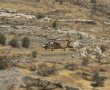 לאחר 3 ימי חיפושים: צעיר ירושלמי בעל מוגבלות נמצא חי אך במצב קשה בשטח פתוח