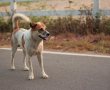 כלבים מפחידים את תושבי ירושלים | לא תאמינו מה תגובת השירות הווטרינרי