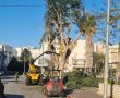 מדוע נכרתו עצי הענק ברחוב בעל הנס באשדוד?