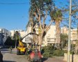 כריתת העצים ברחוב בעל הנס. מינהלת רובע ז'