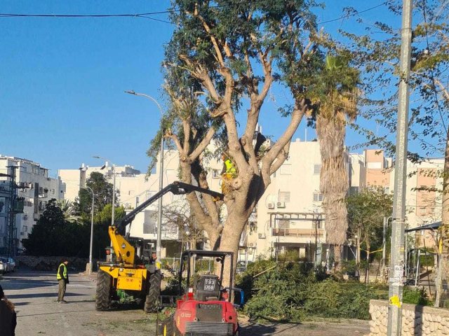 כריתת העצים ברחוב בעל הנס. מינהלת רובע ז'
