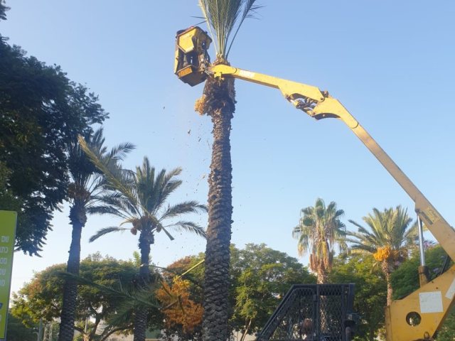 צילום: מינהלת רובע ז'