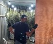  כתב אישום נגד תושב מועצה האזורית חוף אשקלון שגידל קנאביס בחצר ביתו 