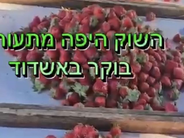 צילום: שמואל דוד