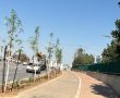 אשדוד מאיצה את פרויקט ההצללה הירוקה: מאות עצים חדשים ברחבי העיר
